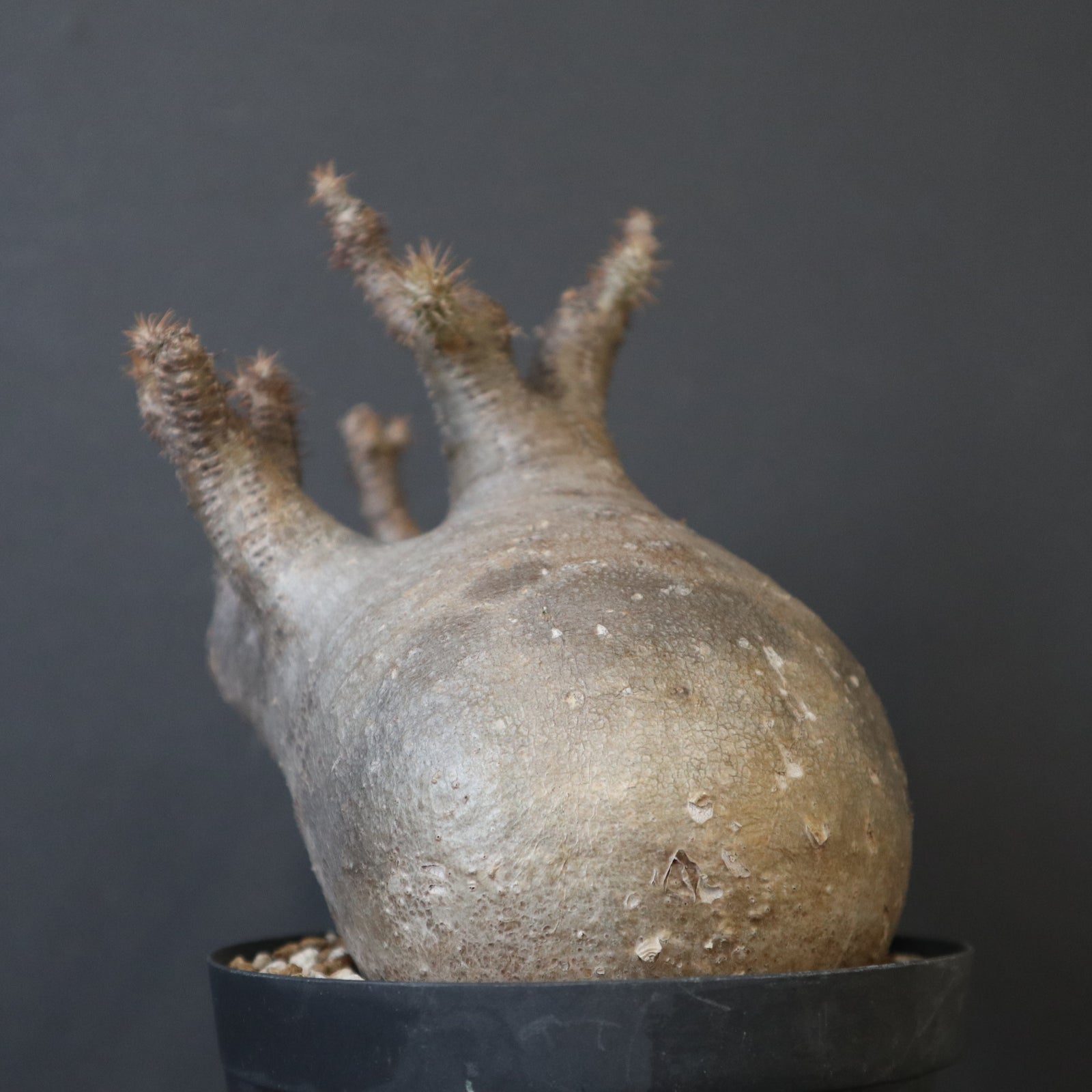 P.グラキリス【綴化】 1172 – TaiShoDo ONLINE SHOP