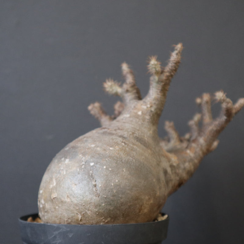 P.グラキリス【綴化】 1172 – TaiShoDo ONLINE SHOP