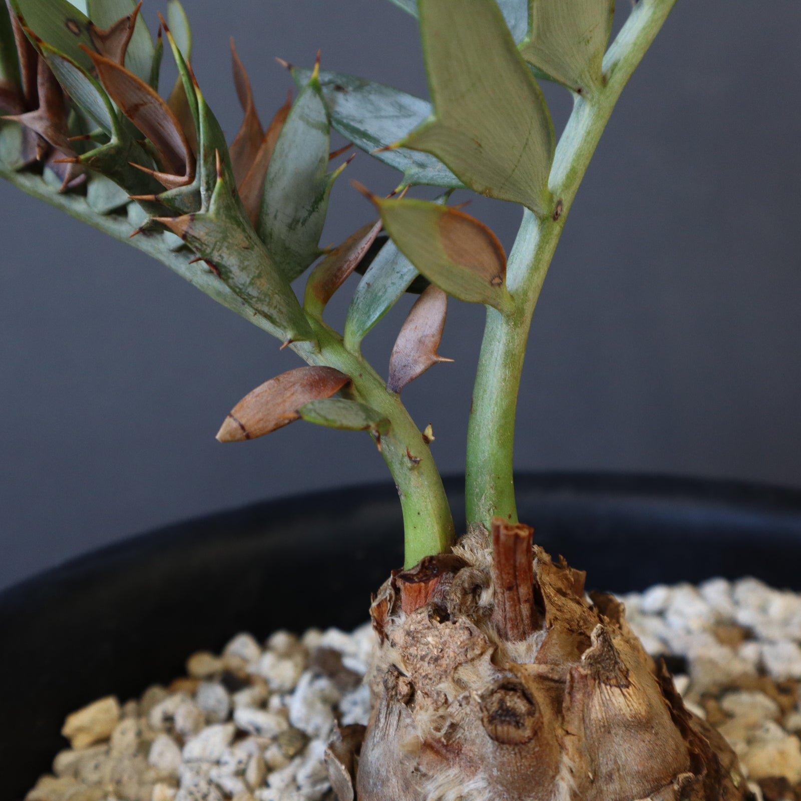 エンセファラルトス ホリダス 葉性良個体 国内長期管理 登録票付 エンセファラルトス ホリダス 61 – TaiShoDo ONLINE SHOP