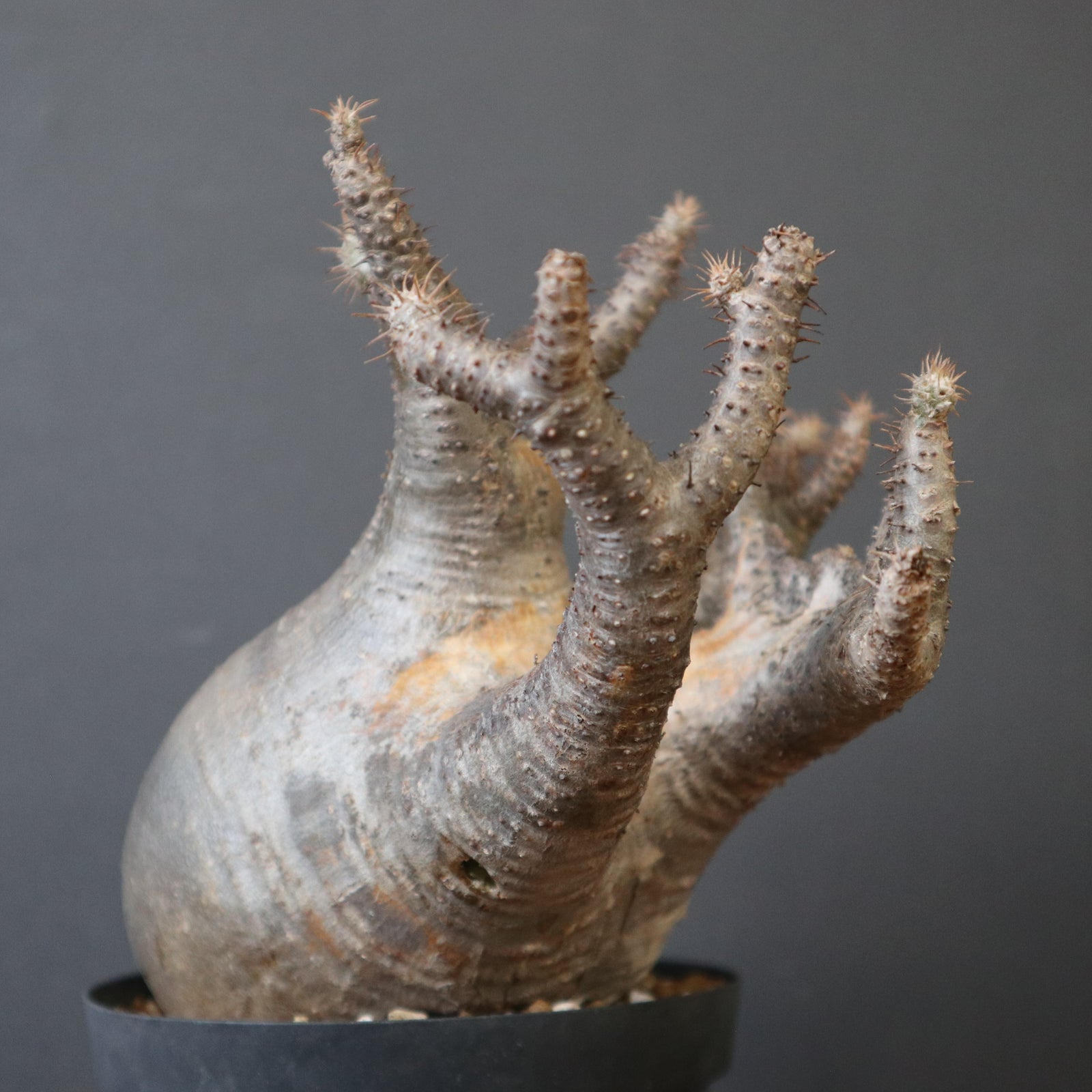 P.グラキリス【綴化】 1172 – TaiShoDo ONLINE SHOP