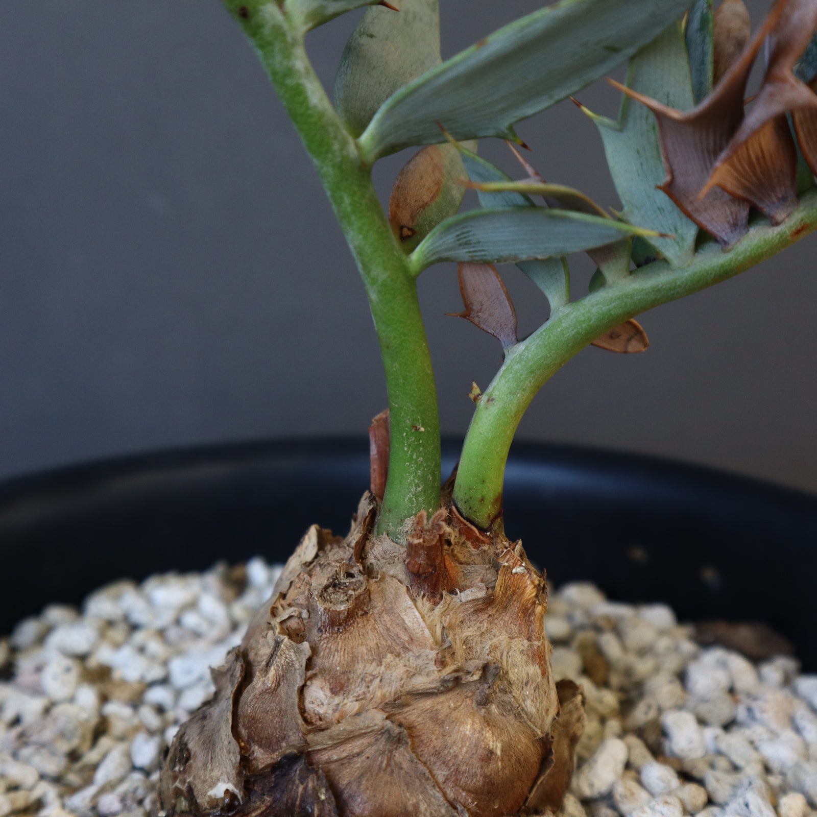 Apホリダス Apホリダス エンセファラルトス・ホリダス 03 Encephalartos horridus