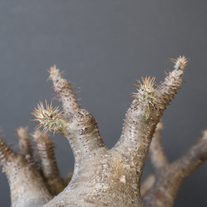 P.グラキリス【綴化】 1172 – TaiShoDo ONLINE SHOP