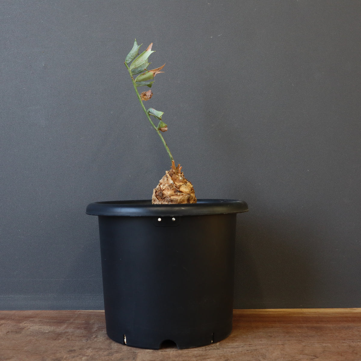 TaiShoDo ONLINE SHOP 塊根植物 多肉植物通販