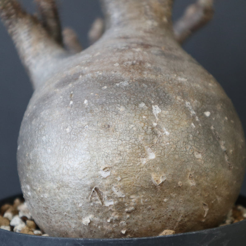 P.グラキリス【綴化】 1172 – TaiShoDo ONLINE SHOP