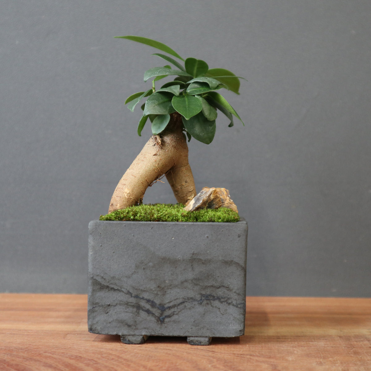 観葉植物 – TaiShoDo ONLINE SHOP