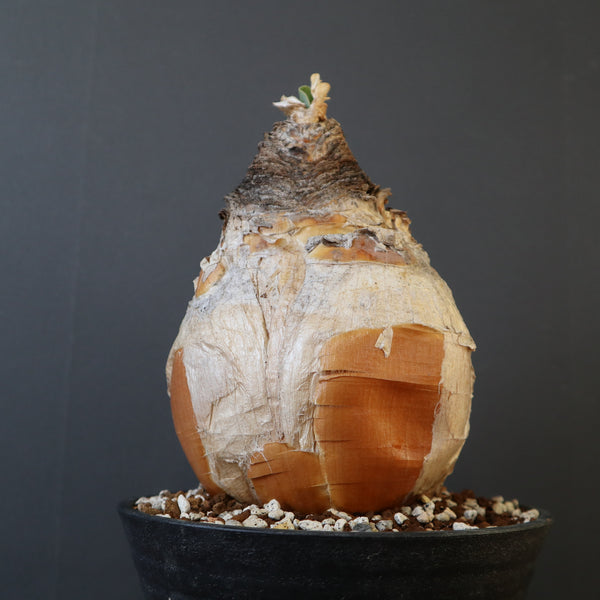 TaiShoDo ONLINE SHOP 塊根植物 多肉植物通販
