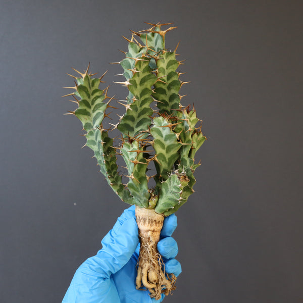 ニックユーフォルビア リグノーサ 実生 希少 グラキリス パキプス