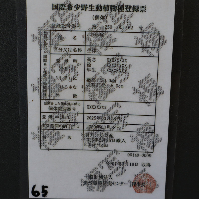 エンセファラルトス ホリダス 65