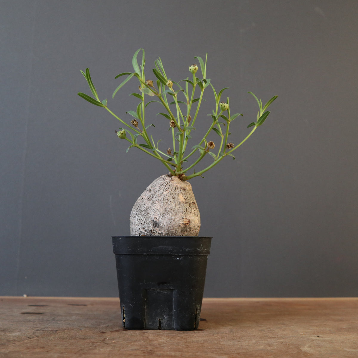 ユーフォルビア – TaiShoDo ONLINE SHOP