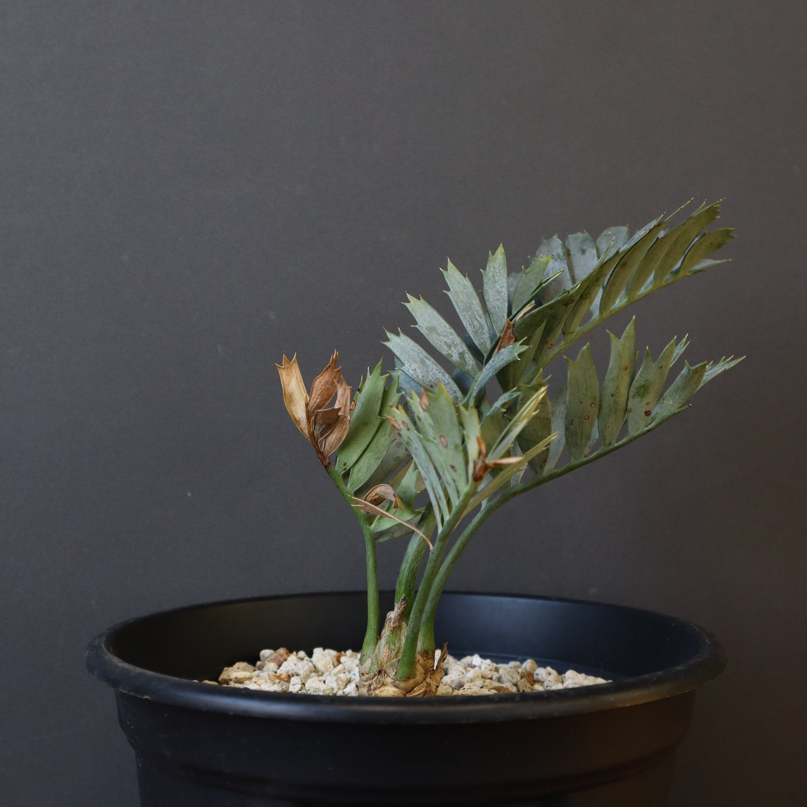 エンセファラルトス ホリダス 72 – TaiShoDo ONLINE SHOP