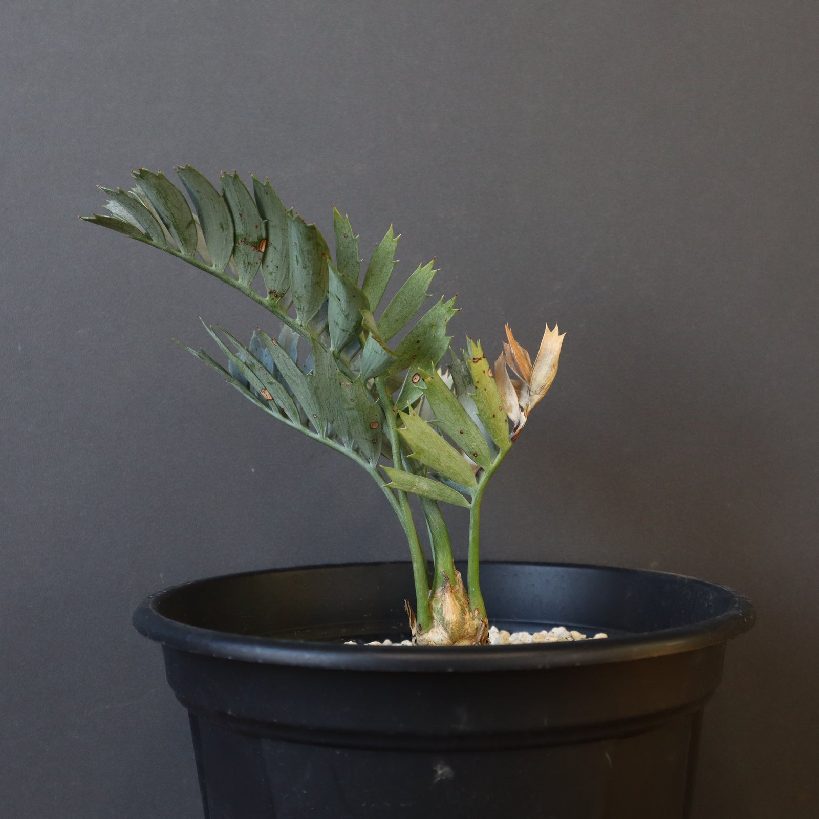 エンセファラルトス ホリダス 72 – TaiShoDo ONLINE SHOP