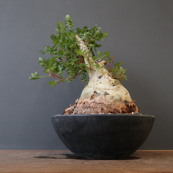 塊根植物 – TaiShoDo ONLINE SHOP
