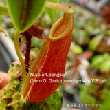 【食虫植物】N.sp.aff.bongso(from G. Gadut,seed-grown) Y'S Lab