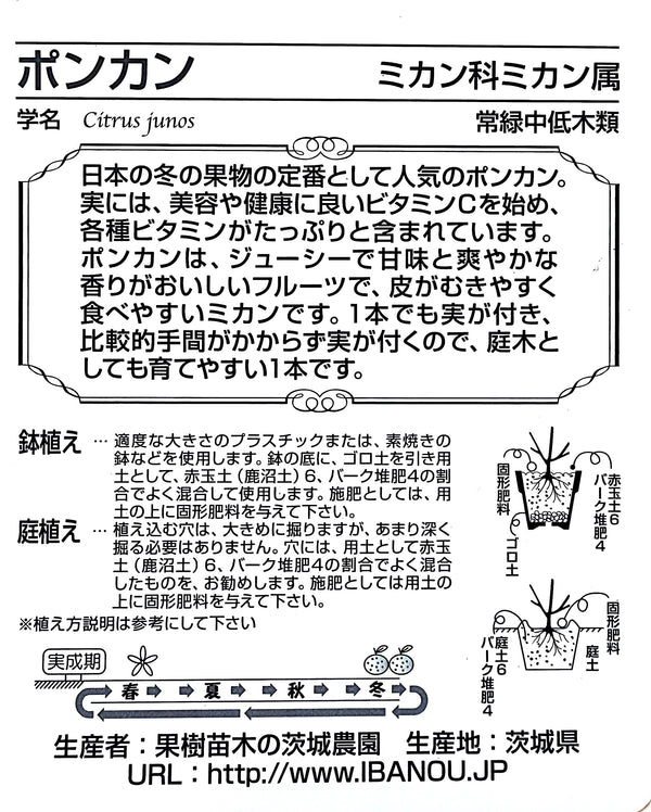 柑橘 ’ポンカン’