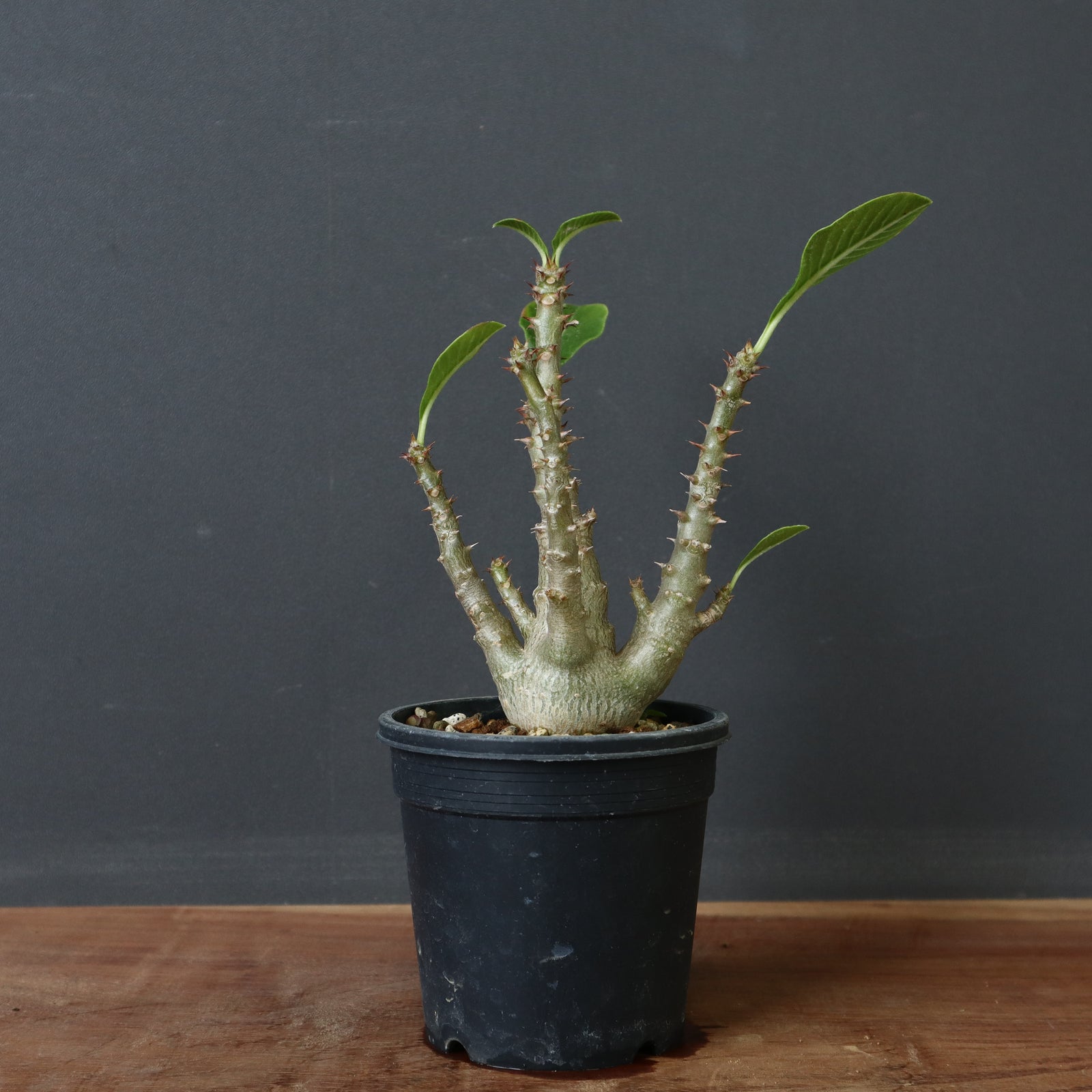 windsoriiA2_1600x.jpg?v=1744610534