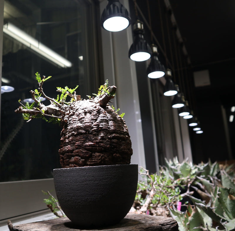 【Helios】 Green LED – TaiShoDo ONLINE SHOP